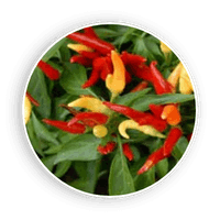 audifort discount offer