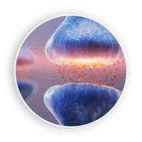 audifort buy order purchase